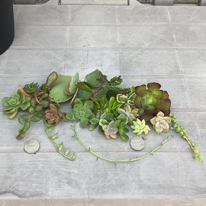 maidenkauai succulents